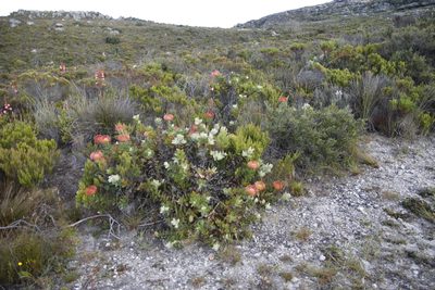 Leucospermum cordifolium, photographed by Tony Rebelo