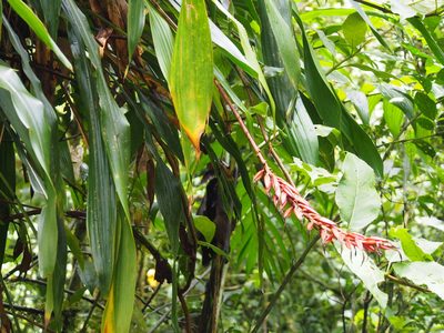 Pitcairnia brittoniana, photographed by Lena Struwe