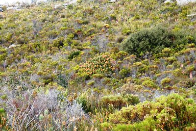 Leucospermum cordifolium, photographed by Tony Rebelo