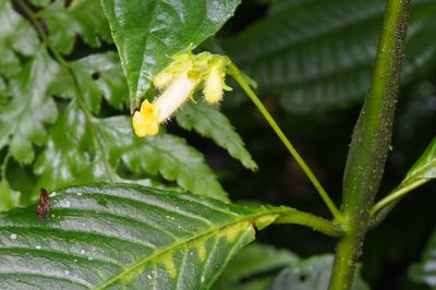 Gasteranthus wendlandianus, photographed by Lena Struwe