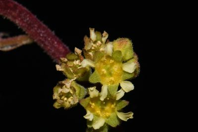Heuchera parvifolia, photographed by Brian Finzel