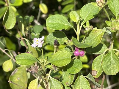 Lantana involucrata, photographed by Pete Grannis