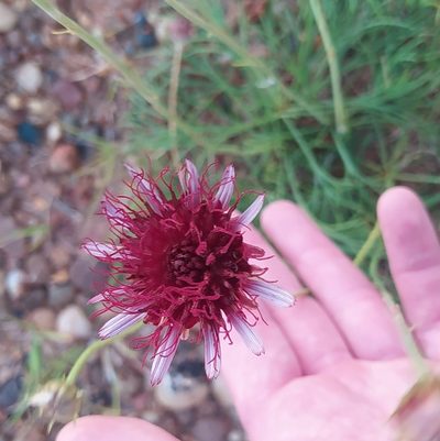 Isostigma peucedanifolium, photographed by Sebastián Fornés