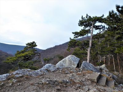 Pinus nigra, photographed by Michael Andresek