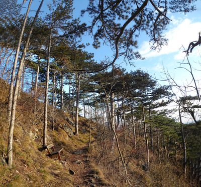 Pinus nigra, photographed by Michael Andresek