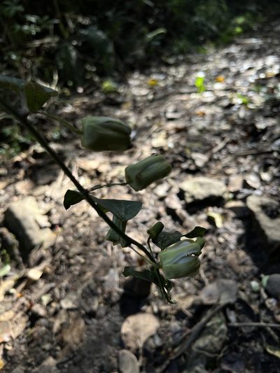Passiflora chelidonea, photographed by Nicolás Baresch Uribe