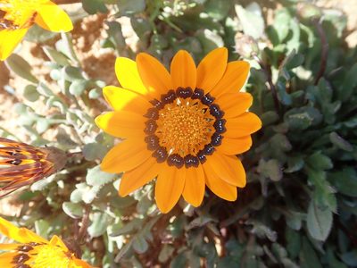 Gazania heterochaeta, photographed by Peter Warren