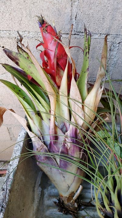 Tillandsia imperialis, photographed by Destino Trail
