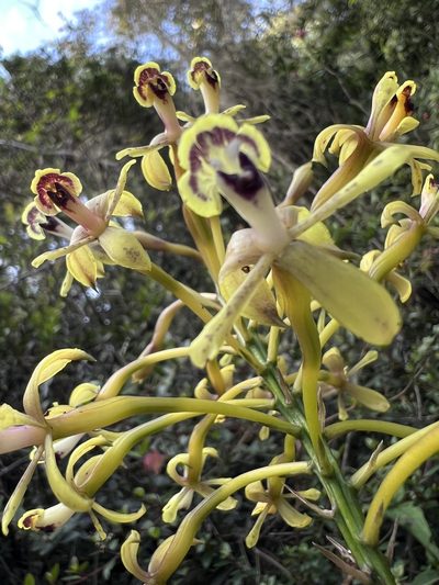 Epidendrum scytocladium, photographed by Nicolás Baresch Uribe