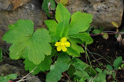 Ranunculus cortusifolius, photographed by gwynmwilliams