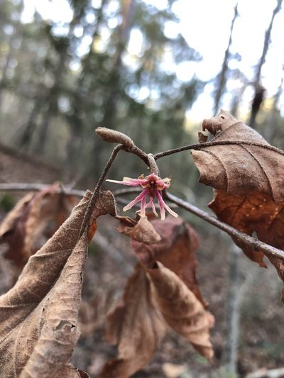 Hamamelis ovalis, photographed by Will McFarland