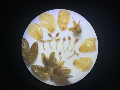 Microlicia sphagnicola, photographed by Círculo de Investigación en Taxonomía, Florística y Ecología Vegetal