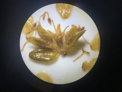 Microlicia sphagnicola, photographed by Círculo de Investigación en Taxonomía, Florística y Ecología Vegetal