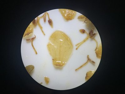 Microlicia sphagnicola, photographed by Círculo de Investigación en Taxonomía, Florística y Ecología Vegetal