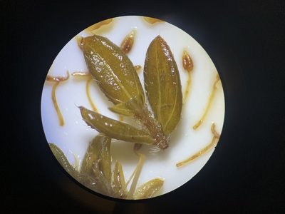 Microlicia sphagnicola, photographed by Círculo de Investigación en Taxonomía, Florística y Ecología Vegetal