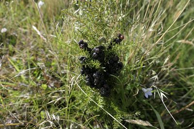 Coriaria angustissima, photographed by Zac Sanson