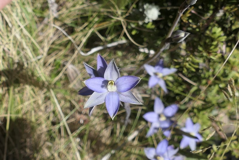 Thelymitra hatchii, photographed by Zac Sanson