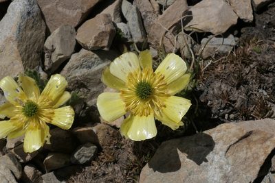 Ranunculus sericophyllus, photographed by Zac Sanson