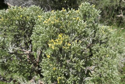 Brachyglottis cassinioides, photographed by Zac Sanson