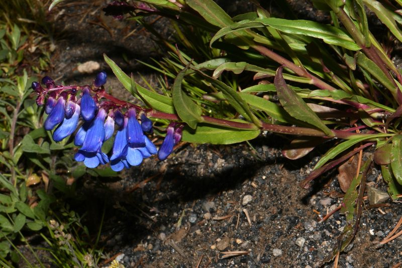 Penstemon cyaneus, photographed by Brian Finzel