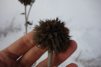 Echinops sphaerocephalus, photographed by Aleksei Baushev