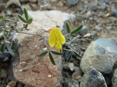 Lotononis pungens, photographed by Christiaan Viljoen