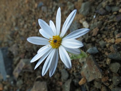 Arctotis leiocarpa, photographed by Christiaan Viljoen