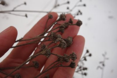 Sonchus palustris, photographed by Aleksei Baushev