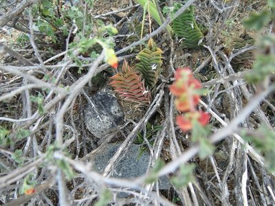 Haworthiopsis viscosa, photographed by Christiaan Viljoen