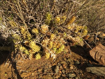 Astroloba herrei, photographed by Christiaan Viljoen