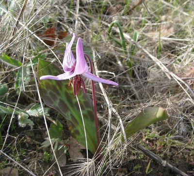 Erythronium hendersonii, photographed by John Brew