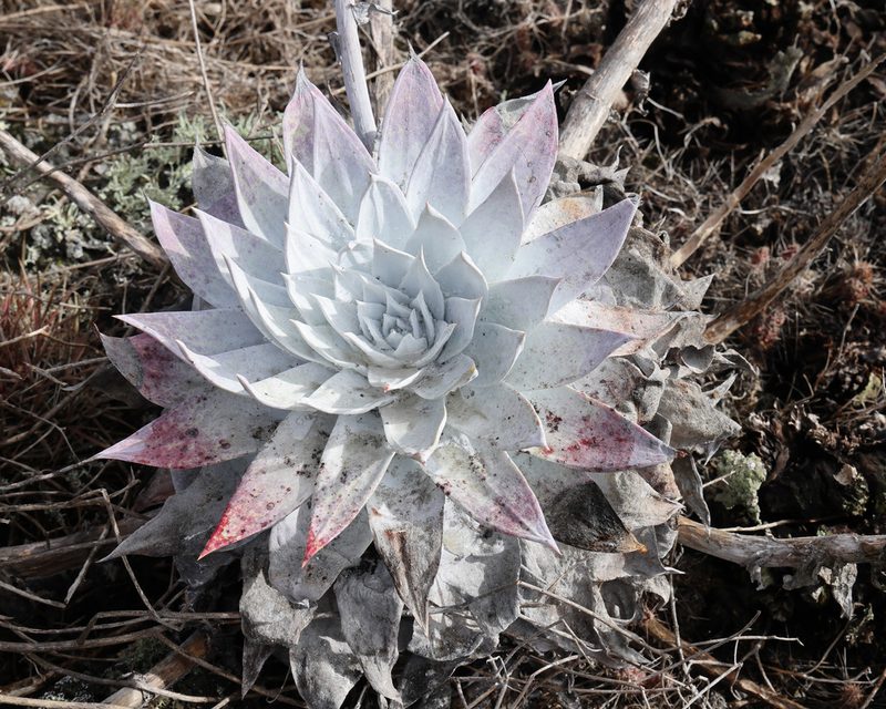 Dudleya anthonyi, photographed by patrickc