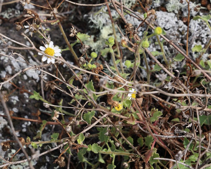 Amauria rotundifolia, photographed by patrickc