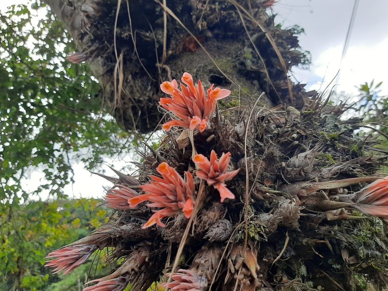 Pitcairnia heterophylla, photographed by Arthur de Jesús Chavarría Pérez