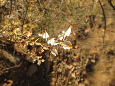 Astroloba herrei, photographed by Christiaan Viljoen