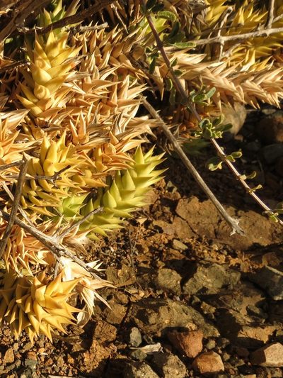 Astroloba herrei, photographed by Christiaan Viljoen