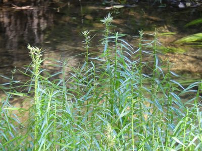 Dulichium arundinaceum, photographed by botanygirl