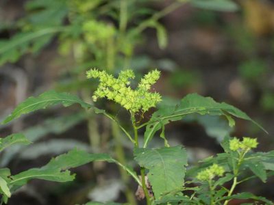 Penthorum sedoides, photographed by botanygirl