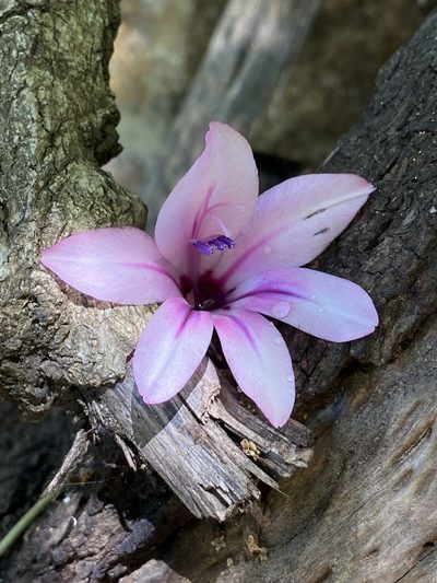Gladiolus aquamontanus, photographed by Dave U