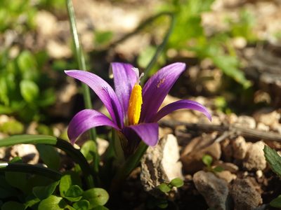 Romulea tempskyana, photographed by Dmitry Babin