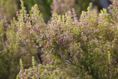 Erica hispidula, photographed by Tony Rebelo