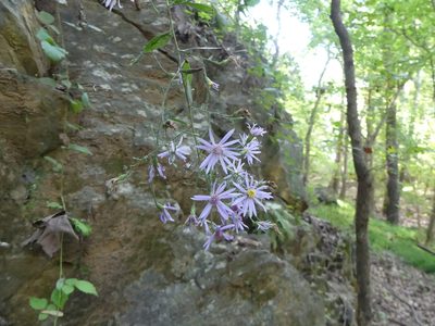 Symphyotrichum shortii, photographed by botanygirl