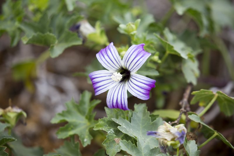 Malva pacifica, photographed by patrickc