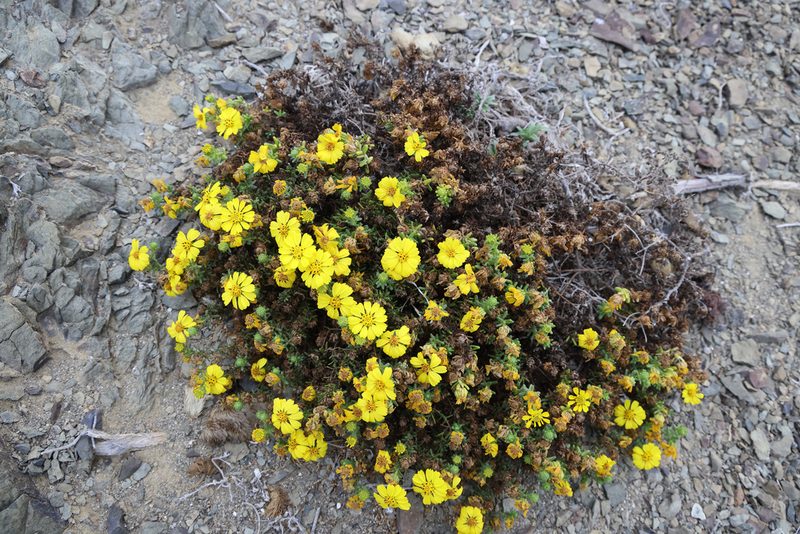 Deinandra streetsii, photographed by patrickc