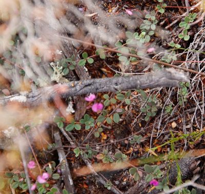 Indigofera sarmentosa, photographed by Tony Rebelo