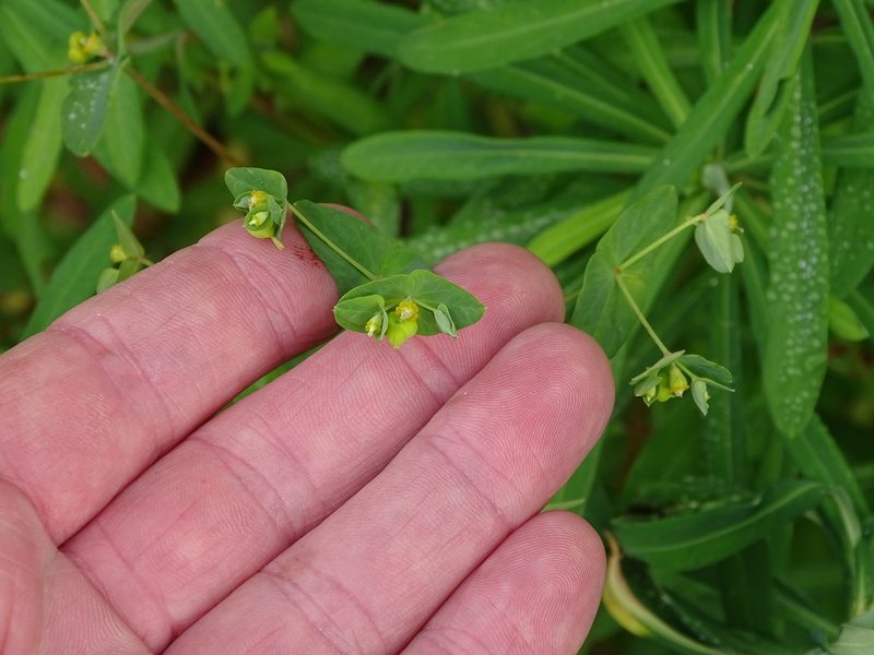 Euphorbia kraussiana, photographed by Shaun Swanepoel