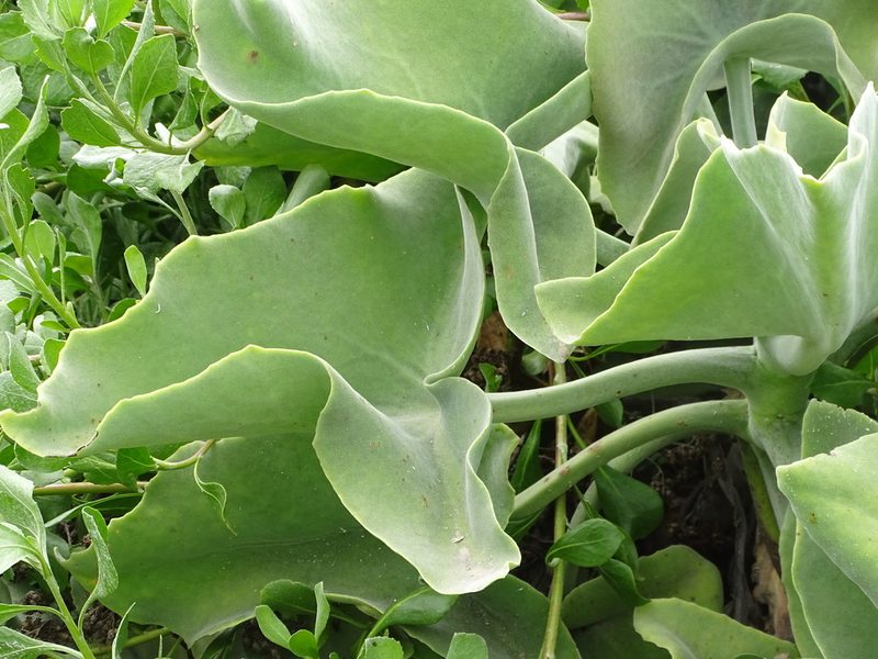 Kalanchoe beharensis, photographed by Shaun Swanepoel