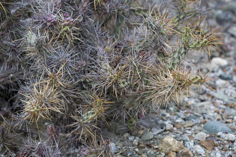 Cylindropuntia cedrosensis, photographed by patrickc