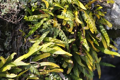 Pleopeltis macrocarpa, photographed by Tony Rebelo