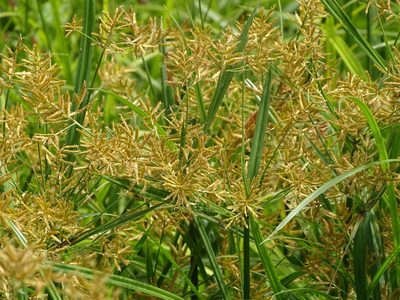 Cyperus esculentus, photographed by Shaun Swanepoel